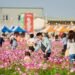 漫步28公頃花海!嘉義花海生活節18萬人同遊冬日暖色風景 14 漫步28公頃花海!嘉義花海生活節18萬人同遊冬日暖色風景