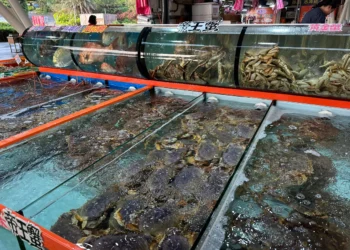 富基魚市5月18日至6月18日整修休市　5月17日前消費滿額送好禮