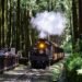 暑假限定開跑！阿里山蒸汽火車遊程錯過不再