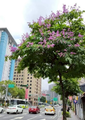 夏季風情畫　內湖大花紫薇譜寫城市紫色浪潮