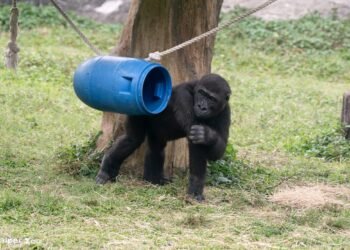 兒童節就要CHILL玩！看大猩猩耍酷、學昆蟲保育　還能免費入園