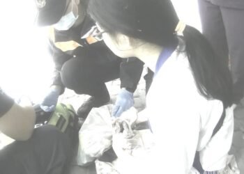 蜀葵花季突發昏厥　員警即時協助送醫化解危機