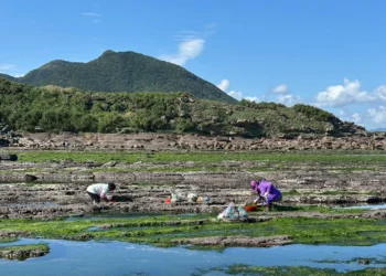 東北角春日限定海味登場　石花菜盛產邀民眾賞海景、品石花凍