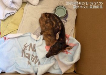 2幼年山羌誤闖北市獲救　動保處溫柔守護等待重返山林