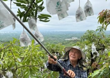 五十年的芒果香　坤伯（林景寮），  一位南化山上的古意果農
