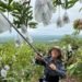 五十年的芒果香 坤伯(林景寮), 一位南化山上的古意果農 12 五十年的芒果香 坤伯(林景寮), 一位南化山上的古意果農