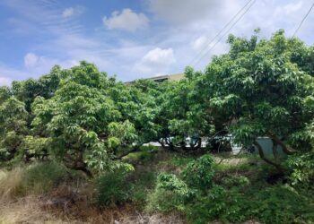 高溫害荔枝減產　嘉義市農損救助最高每公頃補助10萬元