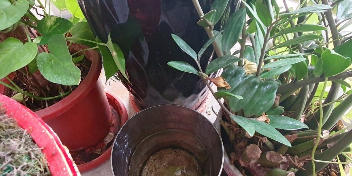 雨後最危險!病媒蚊最快一週孳生 嘉市教你4招防登革熱 1 IMG 4720