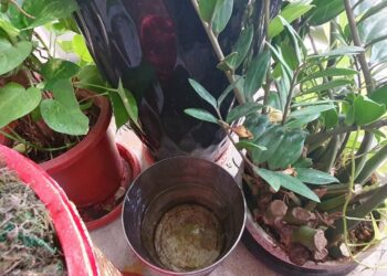 雨後最危險！病媒蚊最快一週孳生　嘉市教你4招防登革熱