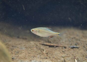「內湖雙璧」生態大作戰　3年移除數萬尾垃圾魚　重返原生魚樂園