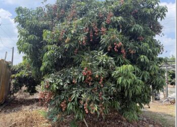 荔枝果王「玉荷包」 　產季正式引爆