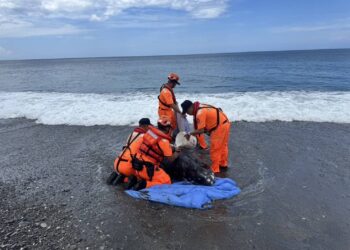 屏東旭海發現活體花紋海豚擱淺　 MARN啟動救援機制持續處置中
