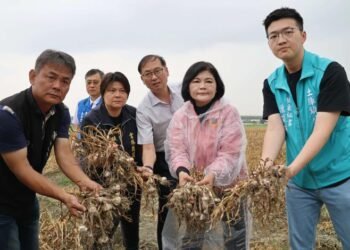 乾旱及暖冬致蒜球偏小產量銳減  縣長張麗善呼籲中央免勘查救助