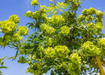 綠玫瑰領風騷　臺版凡爾賽花園新品種層出