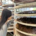 茶香、生態與山景交織 南港茶山四季皆精彩 9 茶香、生態與山景交織 南港茶山四季皆精彩