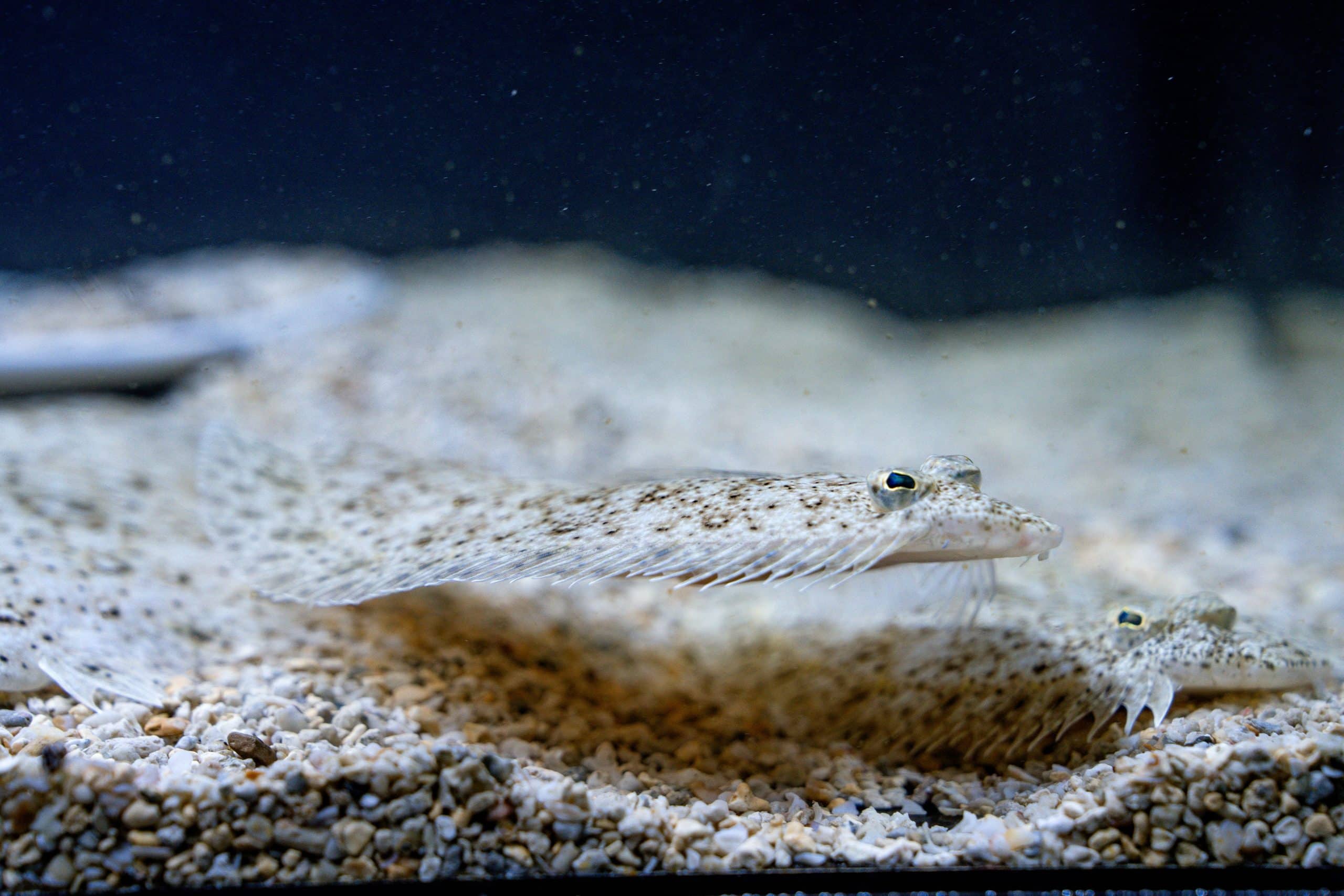 台中海洋館暑期特展《海洋幻術師》登場 揭開海洋生物偽裝生存術 2 比目魚能快速改變皮膚色素細胞 精準模擬沙地顏色與顆粒感 scaled 1