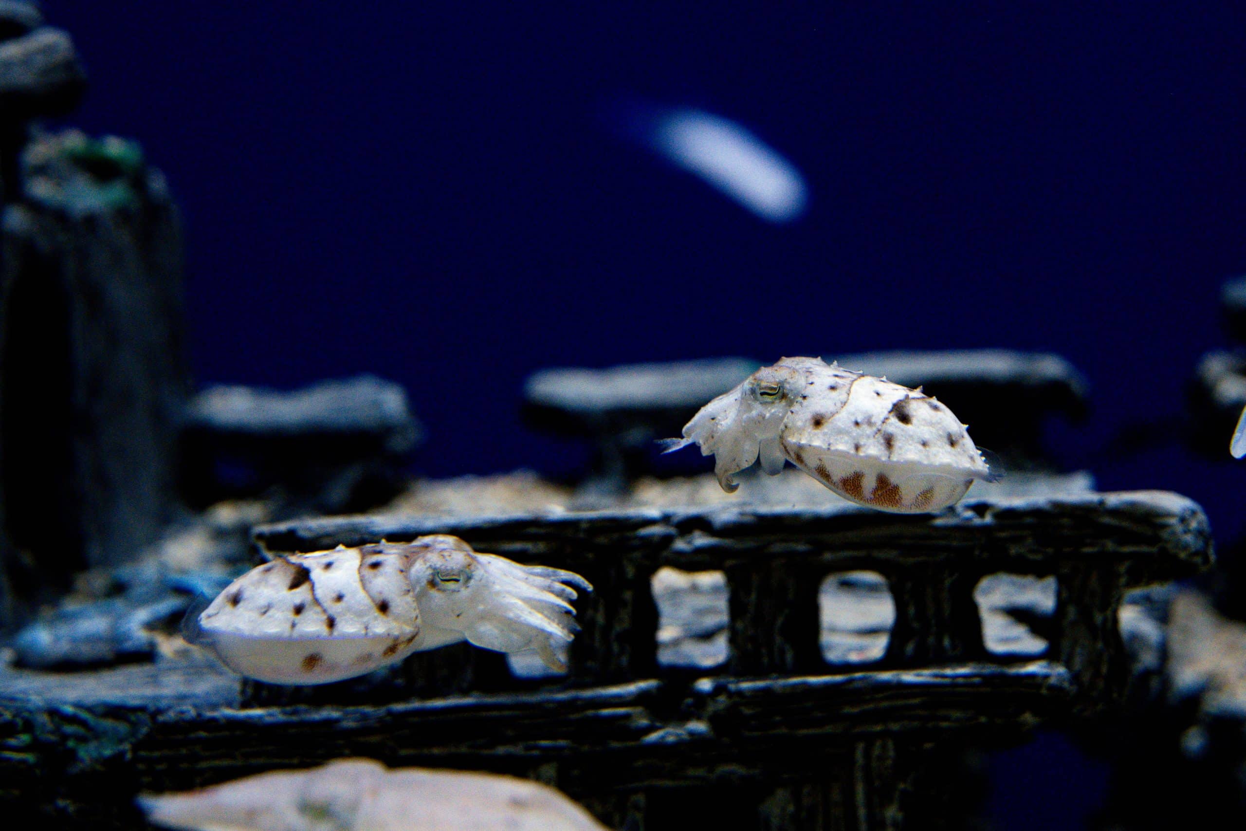 台中海洋館暑期特展《海洋幻術師》登場 揭開海洋生物偽裝生存術 5 烏賊能透過肌肉控制表皮色素細胞的擴張與收縮 在短時間內完成複雜的紋理和色彩轉換 scaled 1