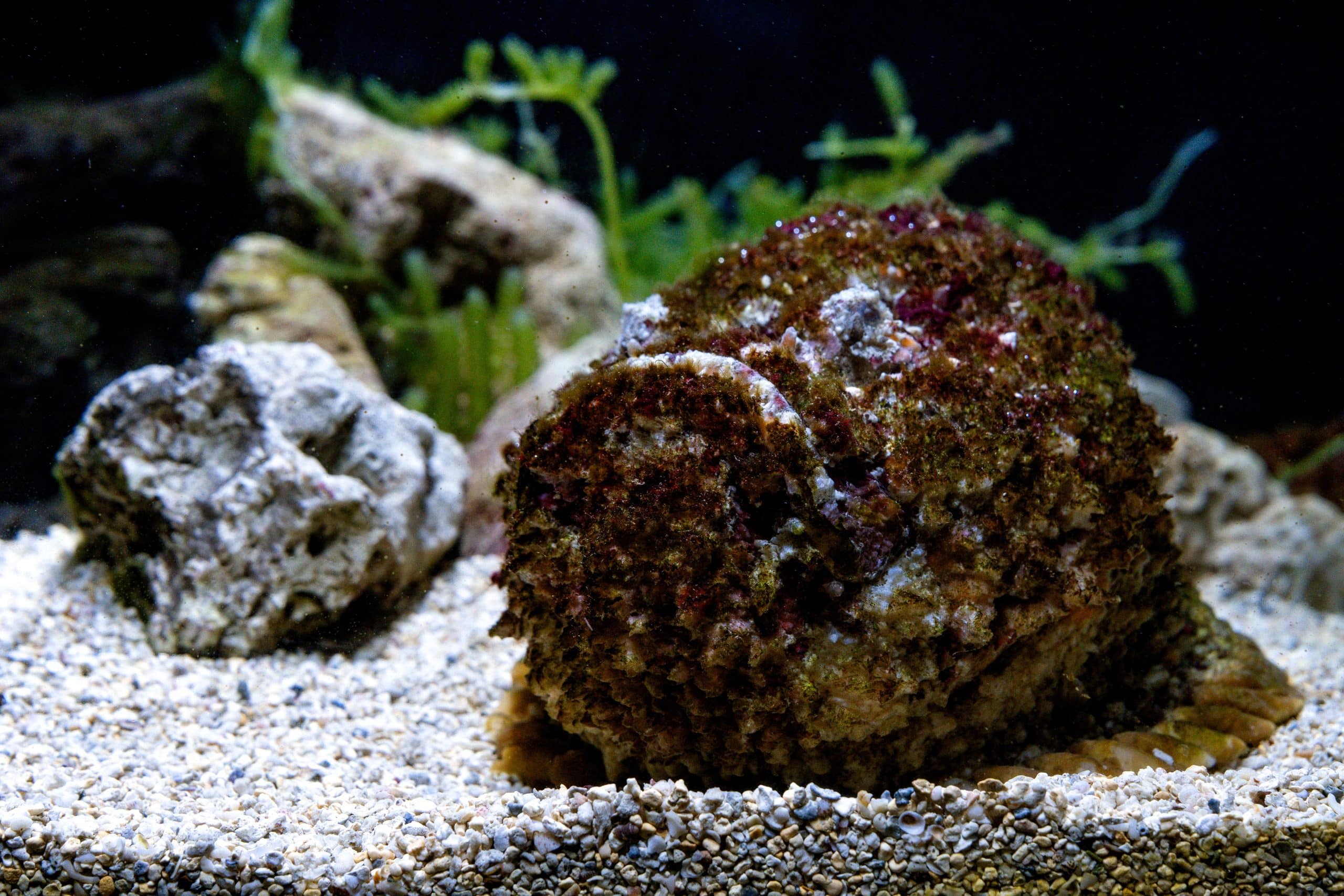 台中海洋館暑期特展《海洋幻術師》登場 揭開海洋生物偽裝生存術 3 玫瑰毒鮋體表粗糙長滿肉瘤 型態完全模仿海底枯石 scaled 1