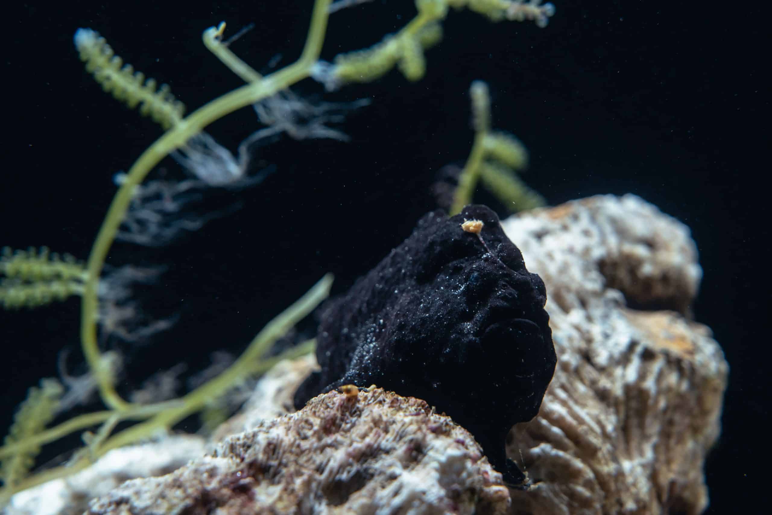 台中海洋館暑期特展《海洋幻術師》登場 揭開海洋生物偽裝生存術 4 躄魚的第一背鰭演化成吻觸手及擬餌誘騙好奇的魚靠近 scaled 1