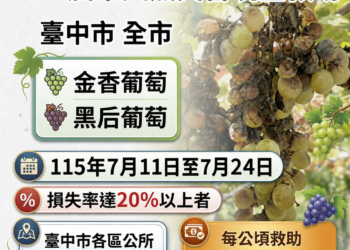 中市金香葡萄及黑后葡萄災損　 7/24前可申請現金救助