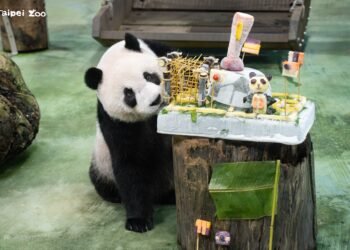 世足熱！圓仔13歲生日吃「PANDA FIFA」足球大餐　直播吸萬人祝福
