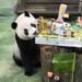 世足熱!圓仔13歲生日吃「PANDA FIFA」足球大餐 直播吸萬人祝福 13 世足熱!圓仔13歲生日吃「PANDA FIFA」足球大餐 直播吸萬人祝福