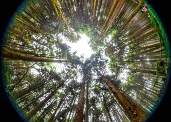 紅檜、扁柏斫盡時 柳杉、樹頭憶風華 5 紅檜、扁柏斫盡時 柳杉、樹頭憶風華