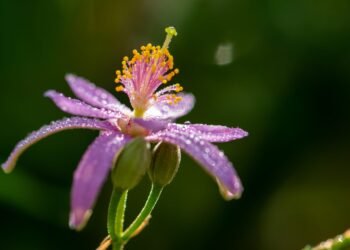 紫花扁擔桿　遇雨晶瑩水連木