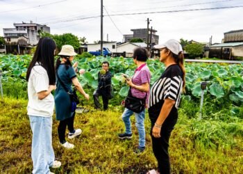蓮子產期過 期待藕粉收 7 蓮子產期過 期待藕粉收