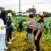 蓮子產期過 期待藕粉收 11 蓮子產期過 期待藕粉收