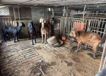 雲林羊肉驗出戴奧辛超標 問題肉品全攔截、源頭8隻羊銷毀 11 雲林羊肉驗出戴奧辛超標 問題肉品全攔截、源頭8隻羊銷毀
