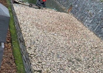 後勁溪近日發生死魚漂浮　環保局持續監測水質　擴大專案稽查