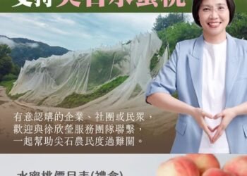 搶救尖石水蜜桃！巴威颱風重創產區近五成　徐欣瑩、楊文科、曾國大發起緊急認購