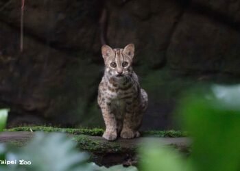 北市動物園夜間開放聚焦石虎 邀民眾探索夜行貓科魅力 7 北市動物園夜間開放聚焦石虎 邀民眾探索夜行貓科魅力