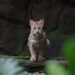 北市動物園夜間開放聚焦石虎 邀民眾探索夜行貓科魅力 12 北市動物園夜間開放聚焦石虎 邀民眾探索夜行貓科魅力