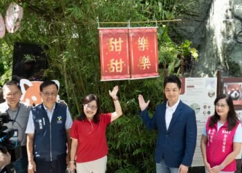 萌度爆表！上海小貓熊「樂樂」「甜甜」亮相　蔣萬安親揭名
