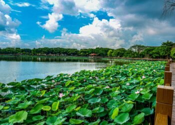 綠意盎然珠葉圓 枝葉枯盡蟲兒纏 6 綠意盎然珠葉圓 枝葉枯盡蟲兒纏