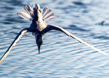 海鷗日日騰空飛 啣起魚獲細細品 6 海鷗日日騰空飛 啣起魚獲細細品