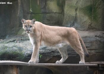 夜之動物園最終章 山獅壓軸、父親節加碼爬蟲解說 3 夜之動物園最終章 山獅壓軸、父親節加碼爬蟲解說