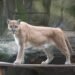 夜之動物園最終章 山獅壓軸、父親節加碼爬蟲解說 13 夜之動物園最終章 山獅壓軸、父親節加碼爬蟲解說