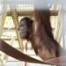 國際紅毛猩猩日 北市動物園曝早產「乙寶」近況 醫療團隊24小時守護 11 國際紅毛猩猩日 北市動物園曝早產「乙寶」近況 醫療團隊24小時守護