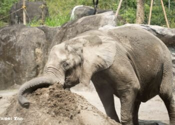 夜間限定！動物園大象開派對　聽故事、看遷徙　錯過再等一年