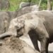夜間限定！動物園大象開派對　聽故事、看遷徙　錯過再等一年