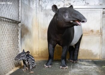 馬來貘家族添新成員!北市動物園Putri產下女寶 8.6公斤萌樣曝光 4 馬來貘家族添新成員!北市動物園Putri產下女寶 8.6公斤萌樣曝光