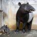 馬來貘家族添新成員！北市動物園Putri產下女寶　8.6公斤萌樣曝光