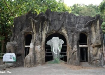 【週末限定】走進亞洲象的家!北市動物園遷園40周年象舍首度開放 7 【週末限定】走進亞洲象的家!北市動物園遷園40周年象舍首度開放