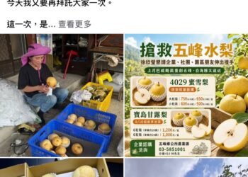 颱風來襲 五峰鄉果農搶收憂生計 徐欣瑩臉書發起認購水梨行動 6 颱風來襲 五峰鄉果農搶收憂生計 徐欣瑩臉書發起認購水梨行動