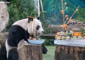 圓圓邁入銀齡 北市動物園端出創意蔬果列車慶22歲生日 9 圓圓邁入銀齡 北市動物園端出創意蔬果列車慶22歲生日