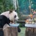 圓圓邁入銀齡　北市動物園端出創意蔬果列車慶22歲生日